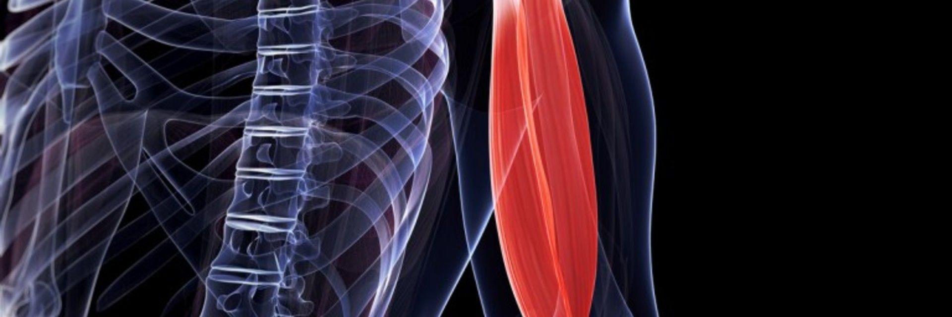 Get the Facts: Biceps Tendon Rupture